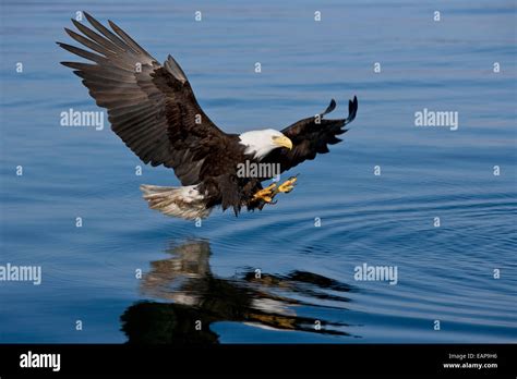 Bald Eagle Swoops Down In Search Of Fish Summer In Southeast Alaska