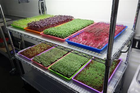 Hydroponic Grow Mediums For Growing Microgreens