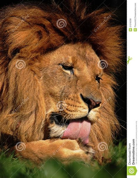 Beautiful Lion Royalty Free Stock Photos Image 21318338