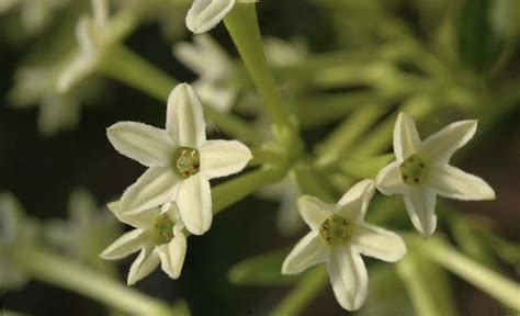 Dama De Noche Cuidados Para Esta Hermosa Planta Vibra