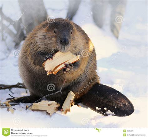 North American Beaver Stock Photo Image Of Animal Close 36452294