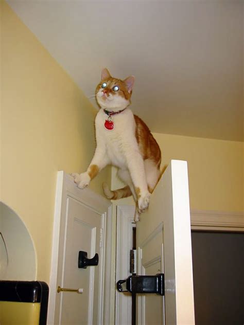 Hilarious Photos Of Cats In Predicament
