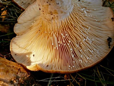 A Foragers Guide To Edible Mushrooms With Gills