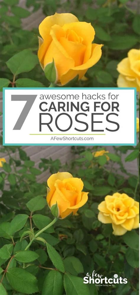 7 Awesome Hacks For Caring For Roses Rose Care Planting Roses