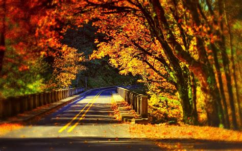 Trees Path Leaves Colors Forest Park Nature Bridge Colorful