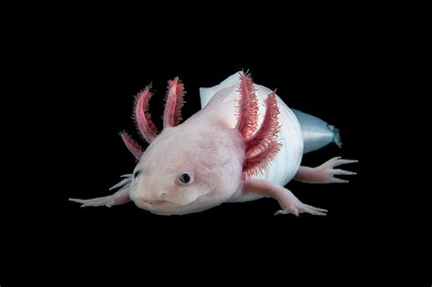 The Largest Genome Ever Decoding The Axolotl Hits