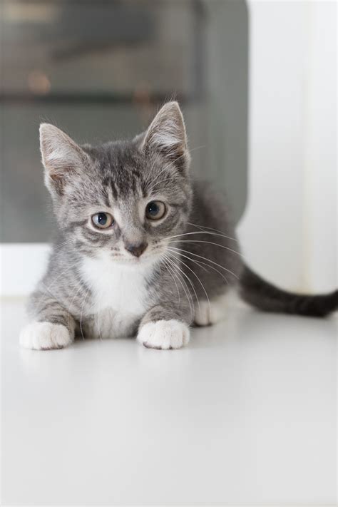 You may not think a creature that sleeps most of the day will change your life that much, but any experienced cat owner can tell you that your whole world is going to be different in a big way. Baby Cats For Adoption Near Me