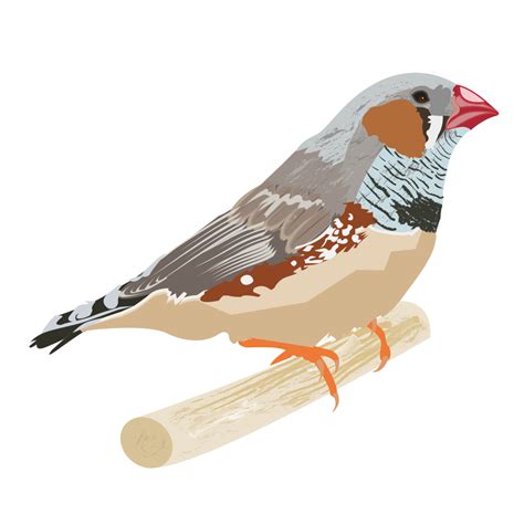 Finch Bird Png Pic Png All