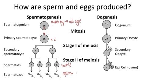 Oogenesis V Spermatogenesis Youtube