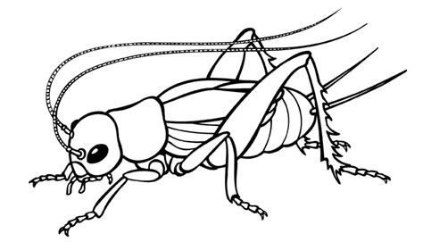 Simple Coloring Cricket Coloring Pages