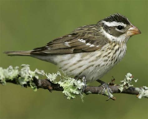 Lives, habitats & pictures of the grosbeaks. Rose-breasted Grosbeak | Audubon Field Guide
