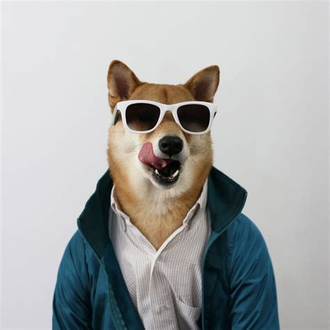 This Dog Has Way More Style Than You