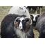 Icelandic Sheep – Uncover Travel