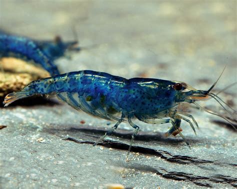 Crevette Porteuse Blue Dream Crevette Blue Velvet Neocaridina