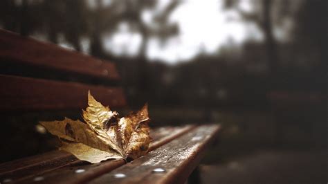  Autumn Leaf By Turst67 On Deviantart