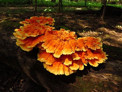 86 Best Images About Minnesota Fungi And Lichens On Pinterest Indigo