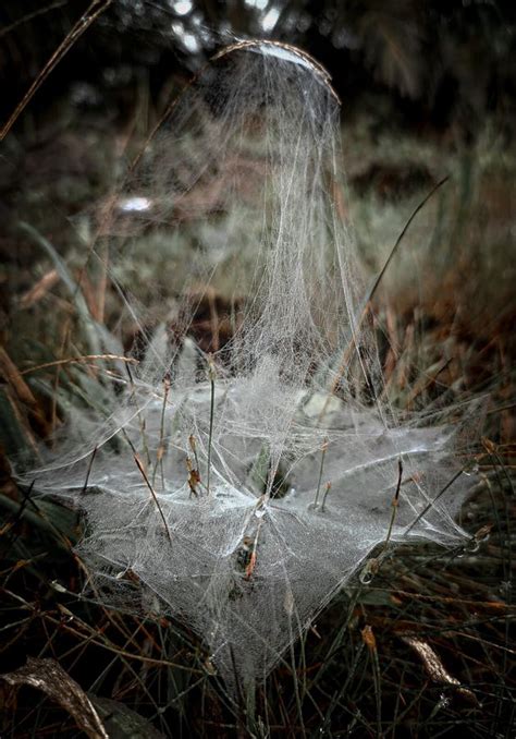 Unique Unusual Spider Webs In The Forest Stock Photo Image Of Webs
