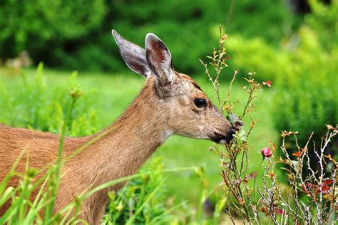 20 Ways To Deter Deer And Keep Them Out Of Your Garden Humanely