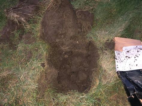 Woman Discovers Dead Puppies Buried In Shallow Grave In Lancashire