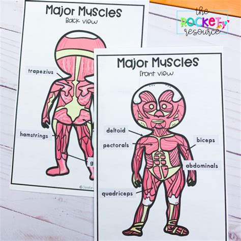 Activities For Teaching The Muscular System The Rocket Resource