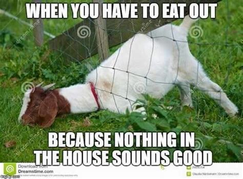 18 Hilarious Goat Memes To Make Your Sunday Even Better Goats Funny
