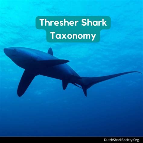Fun Facts About The Thresher Shark Dutch Shark Society