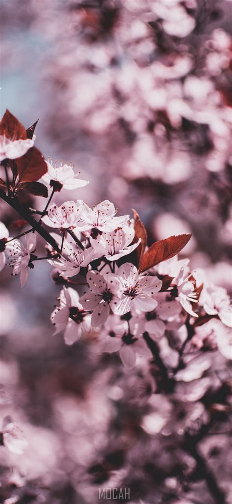 270717 Flower Spring Blossom Branch Lilac Xiaomi Redmi K20 Pro