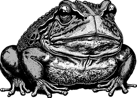 Download Amphibian Frog Toad Royalty Free Vector Graphic Pixabay