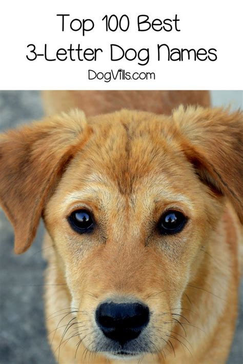 Top 100 Best 3 Letter Dog Names Dogvills