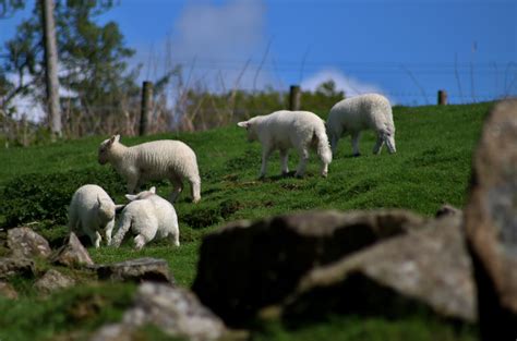 Free Images Nature Grass Farm Meadow Wildlife Herd Pasture