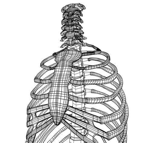 Rib Cage Drawing Here Presented Rib Cage Drawing Images For Free 19840