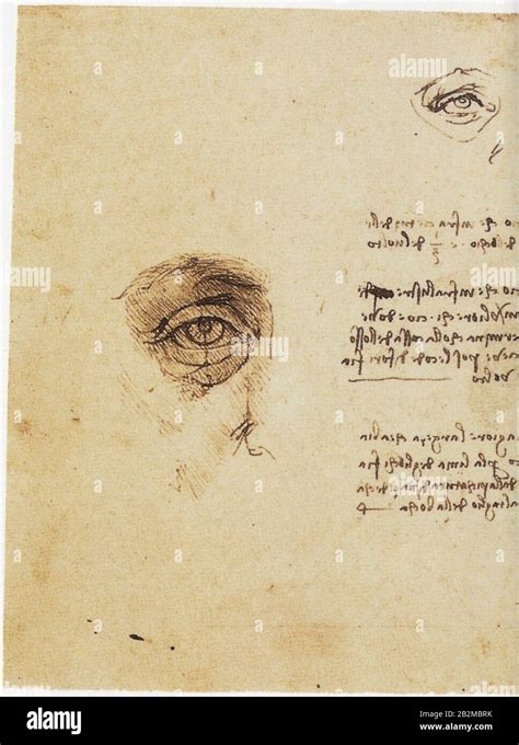 Leonardo Da Vinci Study Of Proportions Of The Face With Details Of