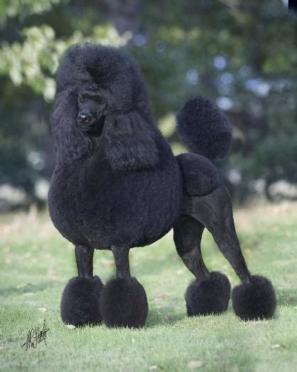 Even though both sides carry phantoms, sorry to share, no phantoms were born i don't build a parent standard poodle puppies for sale list until parents get closer to mating which i email / call down payment customers on the list. Washington Standard Poodle Puppy | Portland Dog Breeder