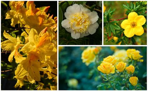 5 Petal Yellow Flower Bush Home Alqu