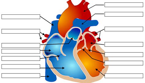 Labels Of The Heart Diagram Sharedoc