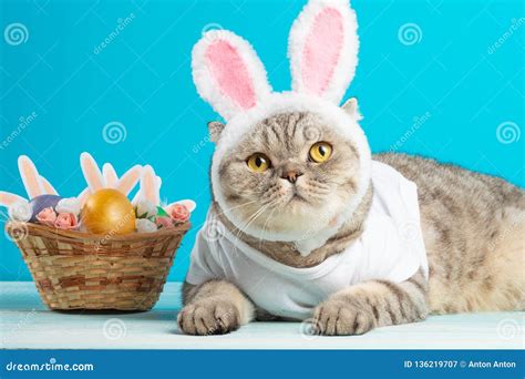 Easter Cat With Bunny Ears With Easter Eggs Cute Kitten Stock Image