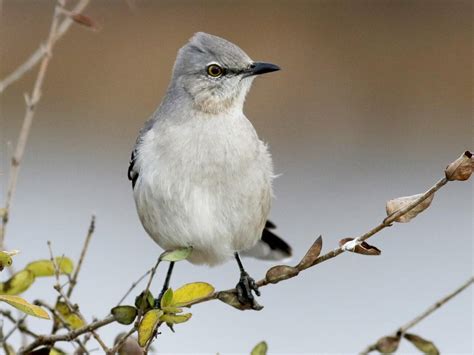 Northern Mockingbird Celebrate Urban Birds