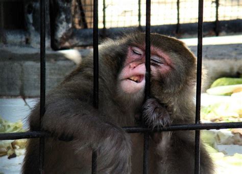 Why Are Zoos Bad Why Animals Should Not Be Kept In Zoos
