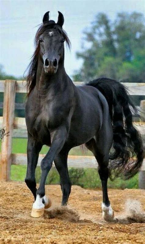 And here are more beautiful horses. What a beautiful horse! Black shiny horse with white socks ...