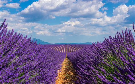 Lavender Field Wallpaper 3840x2400 56784 Baltana