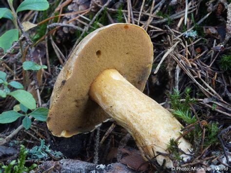 suillus variegatus mushroom world
