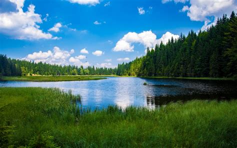 Desktop Lux Forest Grass Lake Nature Outdoors Placid River