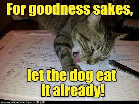 Homework Is Tiring Lolcats Lol Cat Memes Funny Cats Funny