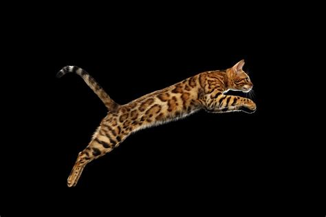 Jumping Bengal Cat Isolated On Black Background Photograph By Sergey