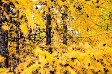 Larch Tree Branch Stock Photo Image Of Autumn Fall 34506082