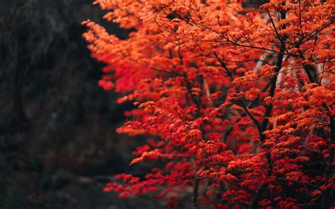 Download Wallpaper 3840x2400 Tree Branches Leaves Red Blur 4k Ultra
