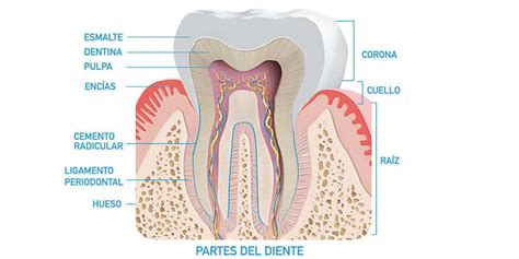 Nombres De Los Dientes ¿cómo Se Llama Cada Uno Ferrus