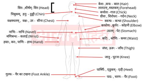 जेसे की हमने picture के साथ human body parts name तथा उनका hindi और english meaning भी शेयर किया है और जहा तक हो पोस्ट को informative बनाने की कोसीस की है फिर भी अगर आपको कुछ सुझाव ल्कागे तो आप हमें कमेंट ← spouse meaning in hindi most popular indian pulses list with name with types and meaning →. शरीर के अंगो का नाम संस्कृत में | Body Parts Name in ...