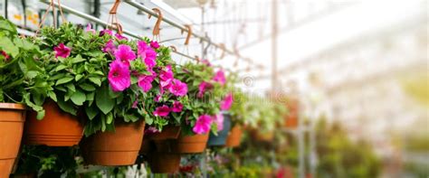 473 Plant Nursery Banner Stock Photos Free And Royalty Free Stock