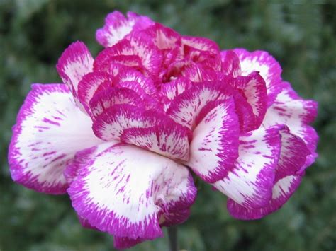 purple two tone carnation